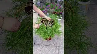 🪴chlorophytum comosum pruning the leaves of the spider plants are too Old#shorts #chlorophytum🪴