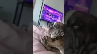 A dog was caught stealing #dog #funny #anmals #pets #dogs #funnydogs #funnyvideo #dogshorts