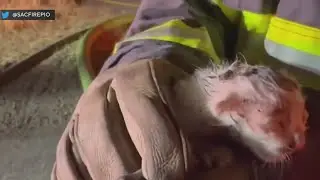 Kitten rescued in a North Sacramento fire