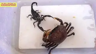 Scorpion vs Crab, Monster Crab Wars, Who will be the winner?