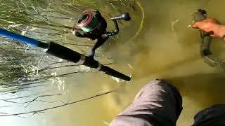 #fishing Amazing Murrel fishing | Snakehead fish attack in frog 🐸🐠🐋🐟🎣