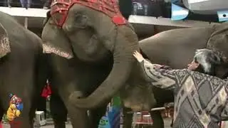 Gli elefanti del Circo Orlando Orfei (Argentina, 1992)