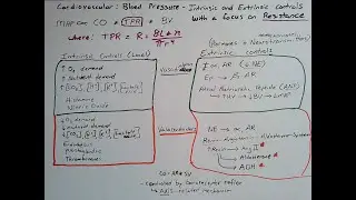 Blood pressure Intrinsic and Extrinsic Controls (focus on Resistance)