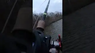 🔥Tied On The Old Spinner Bug!!🔥 #shorts #bassfishing #fishing