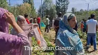 Heart Touching Visuals 💔 Miscreants Vandalize High-Density Apple Orchards in Shopian