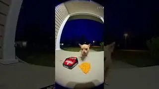This chihuahua ate one chip and lost it 😭
