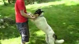 Aryss - Collie Rescue