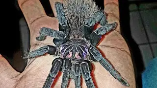 Colombian lesserblack tarantula/Xenesthis immanis.