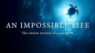 An Impossible Life | The Unseen Journey of a Sea Turtle
