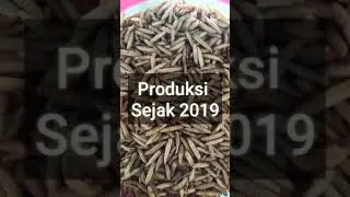 Maggot Kering Grade A, Good Quality, Tidak Berminyak Murah