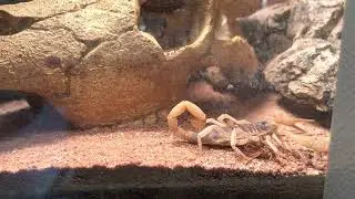 Hadrurus Arizonensis large desert hairy scorpion 🦂 close up