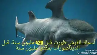 10 معلومات ستروعك عن أسماك القرش