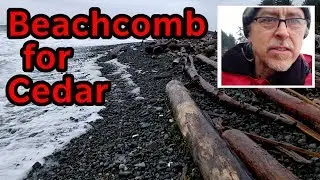 Looking for Driftwood on Stormy Day - Beachcombing for Cedar