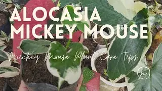 How To Care For Alocasia Xanthosoma Mickey Mouse Plant (with English SUB)