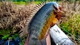 BENER BENER PARAH‼️ikan betok purba semua pak‼️#mancingliar 