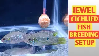 JEWEL CICHLIED Breeding Tank Setup | RED JEWEL FISH