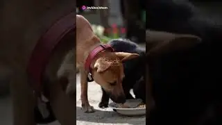 Elevate Your Pet's Dining with Adjustabl 2023 10 02