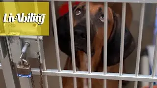 Volunteering at the animal shelter with a disability...