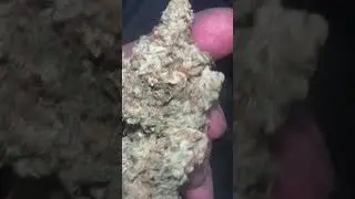 Red beard cali strain #zaza #420daily  #420