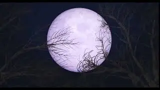 🌲🌕 Full Moon Windy Forest: 3 Hours of Immersive Forest Ambience with End Alarm