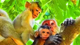 JAZZY MONKEY AND HER BEST FRIEND BRINDY MONKEY STAY WITH QUIETS