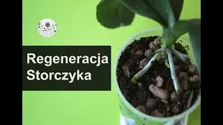 Jak reanimować, odżywić storczyka? Co zrobić, by zregenerować korzenie storczyk&oacute;w?