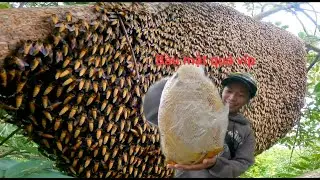 Ngày luồn những tổ ong khủng tổ nào cũng bầu mật bít voi cục đã