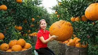 Harvesting 1000+ Fresh Oranges  In The Forest Go To Market Sell - Tieu Sam FreeBushcraft