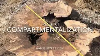 The Amazing Tree - How They Heal Themselves