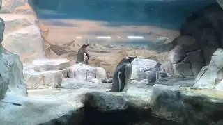 Московский зоопарк пингвины