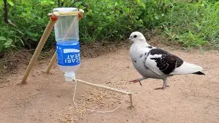 Creative Simple Bird Trap Using Plastic Bottle And Woods - Easy Bird Trap