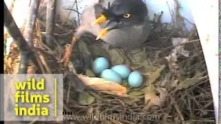 Jungle Myna nesting in Assam, with sky blue eggs