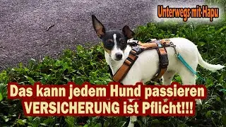 Meine Hundestroy: Toy Fox Terrier &ndash; Klein, klug und voller Energie