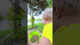 Cute Babies Short Video! Kids Connecting with Nature and Ducks
