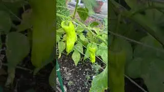 Cubanelle peppers grown from a seed! #peppers #plants #gardening #shorts #zone9b #outdoors #garden