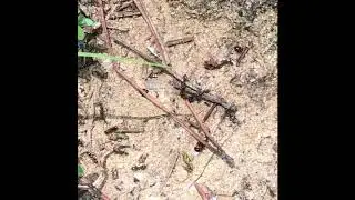 Linepithema humile killing Solenopsis invicta