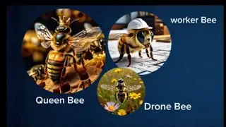 function of honey bee| queen bee or worker bee me difference| worker bee| drone bee| queen| facta