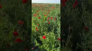 По дороге на Благовещенскую #анапа #домуморя #черноеморе