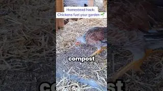 How Chickens Supercharge Compost for Your Garden! #diy #composthack #homesteadhacks