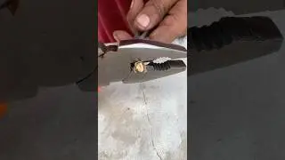 Rusty Pliers Restoration 🔧 | Old Tool to Brand New #Shorts