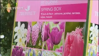 Bulbes de fleurs : plantation et floraison - Truffaut