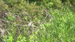 EpicConspiracy presents Model Rocketry FAIL!