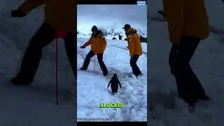 This penguin wants to pass #shorts #trending #viralvideo