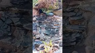 WATERFALL after ReBuild  😅 Biling 25w solar pump #shorts #waterfall #gardening