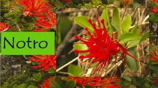 Ciclo Sonoro Flora Fueguina - Yaganes - Flora autoctona