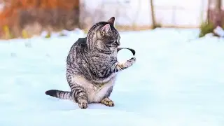Playful Snow Cats  | No AI, No Music