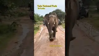 Yala National Park 🐘 #elephant #srilanka 🇱🇰