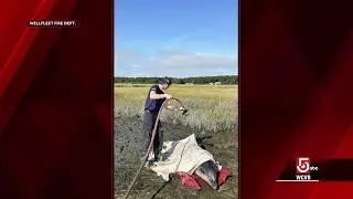 Unprecedented bottlenose dolphin stranding on Cape Cod prompts rescue efforts