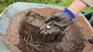 Potato reveal - harvesting potatoes grown from true seed... or just more grubs?