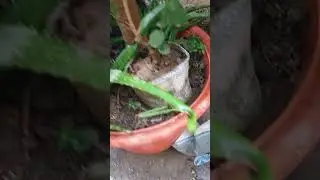 Gurmar / jimnema silvestry naya paltan banayen ek paudhe se